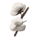 Cotton