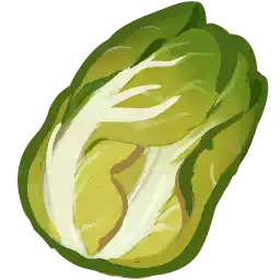 Napa Cabbage